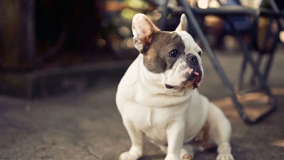 French Bulldog Care Tips: Common Mistakes Every New Owner Should Avoid