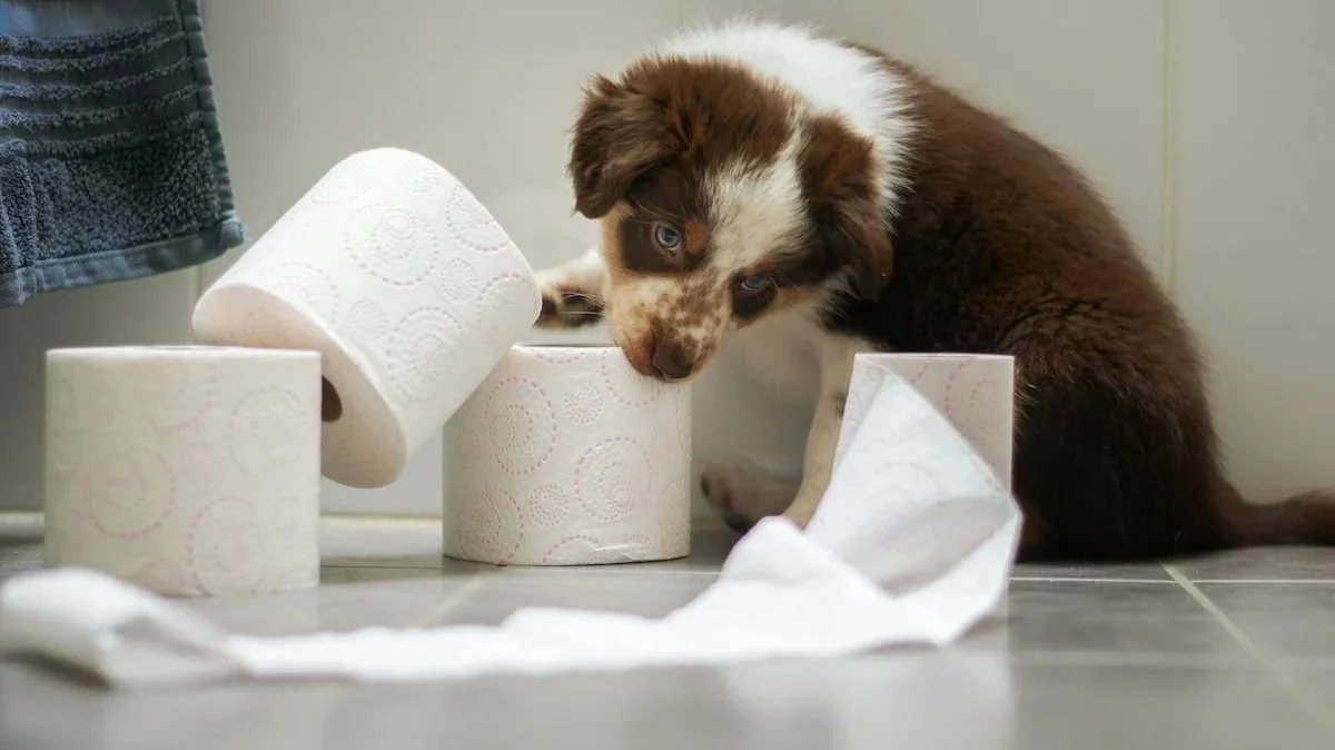 How to Potty Train a Puppy: A Step-by-Step Guide That Works