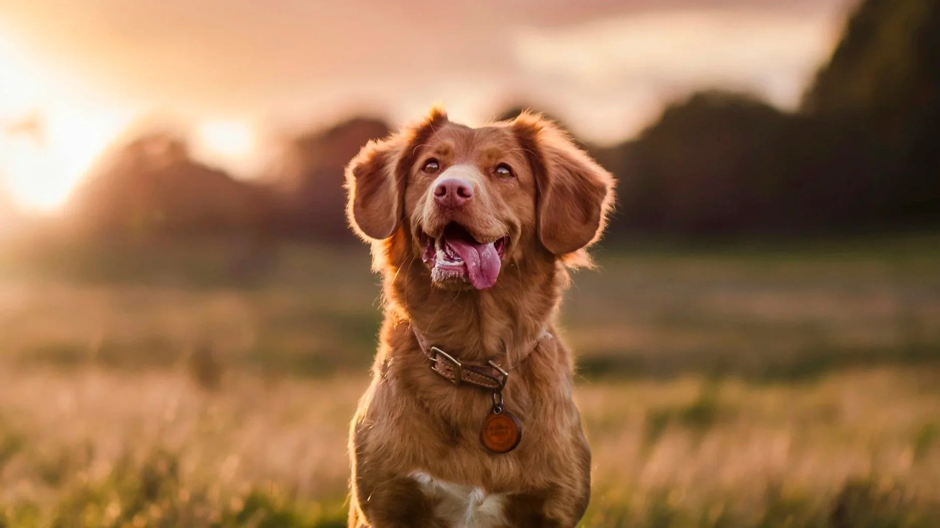Stress-Free Pet Photography: How to Keep Dogs &amp; Cats Calm