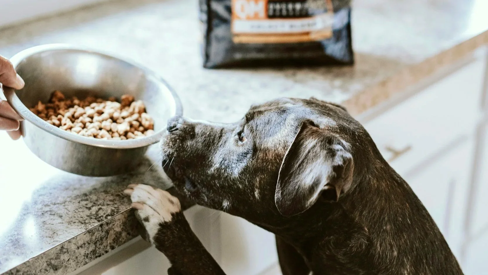 What "Premium" Actually Means on a Dog Food Label