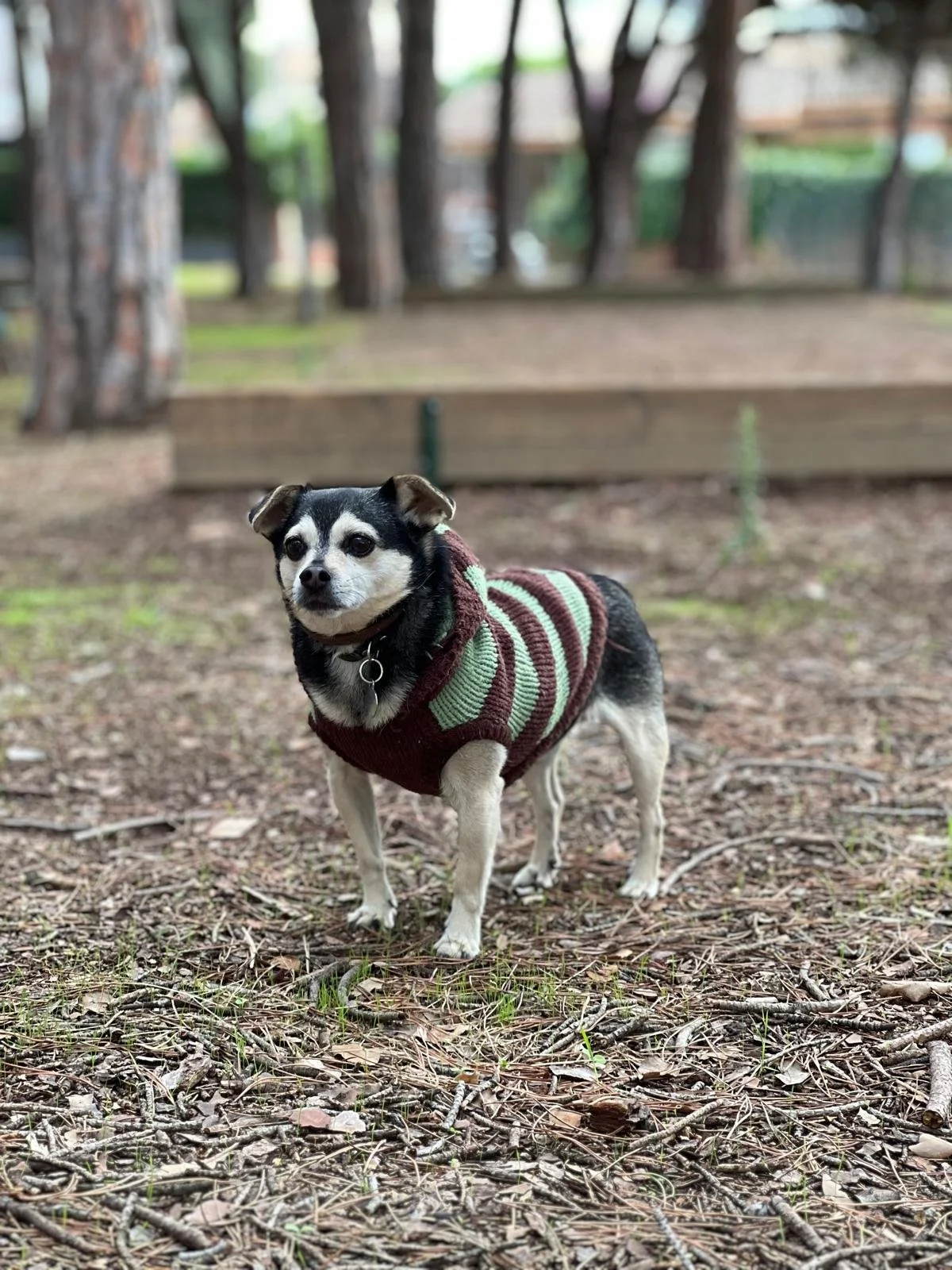 Small senior dog Riff standing in a park wearing a brown and green striped knit sweater, looking directly at the camera with pine trees and fallen leaves in the background