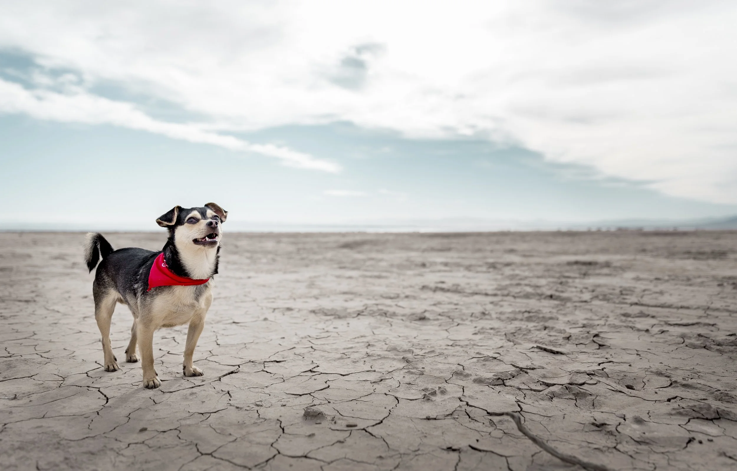 Professionally retouched pet portrait of Riff, a small black and tan dog wearing a red bandana, standing on cracked dry earth under a dramatic cloudy sky, final print-ready version