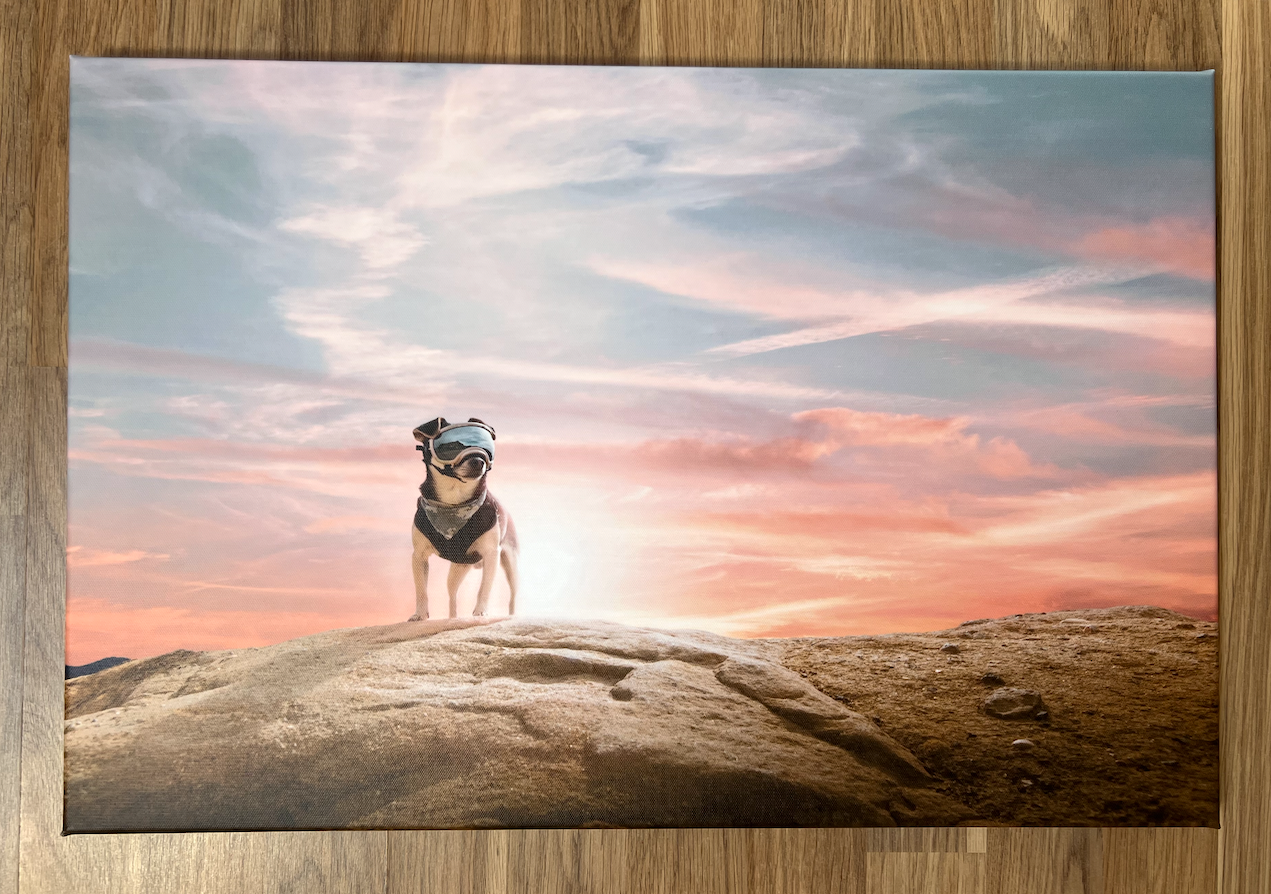 Finished CanvasDiscount canvas print of Riff, a small dog wearing goggles, standing on a rock against a dramatic pink and blue sunset sky, displayed on a wooden surface