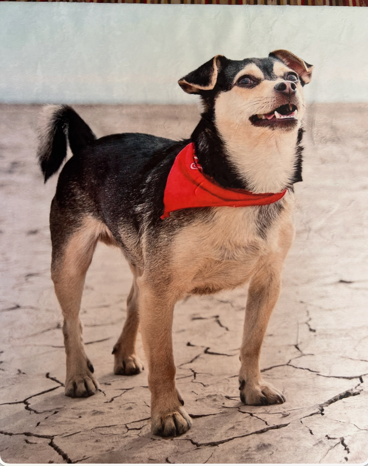 Custom photo fleece blanket from CanvasDiscount featuring a full-body portrait of Riff, a small black and tan dog wearing a red bandana, standing on cracked desert earth