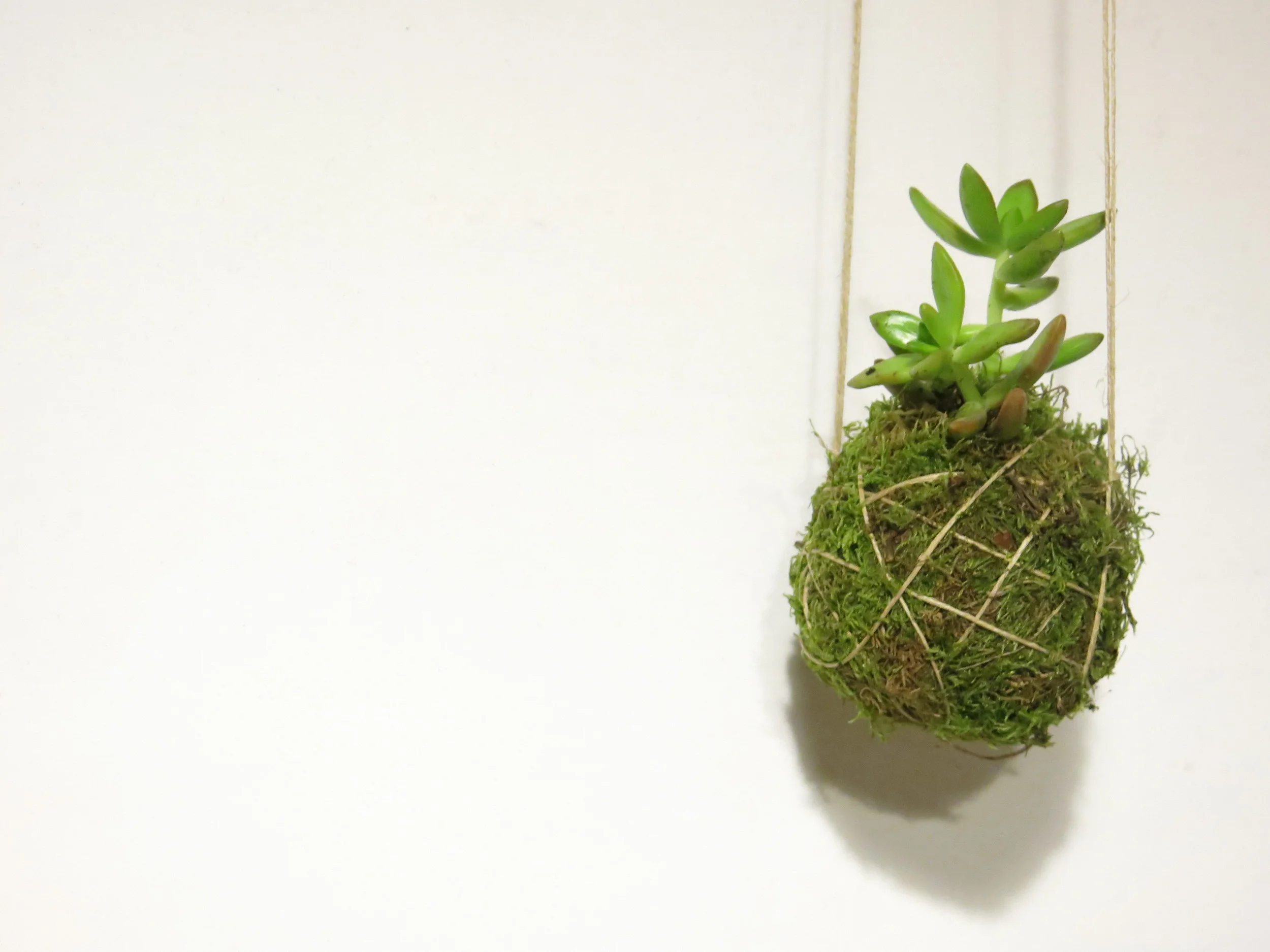 G :: DIY - Taller KOKEDAMA