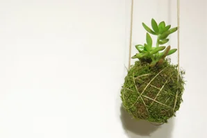 G :: DIY - Taller kokedama