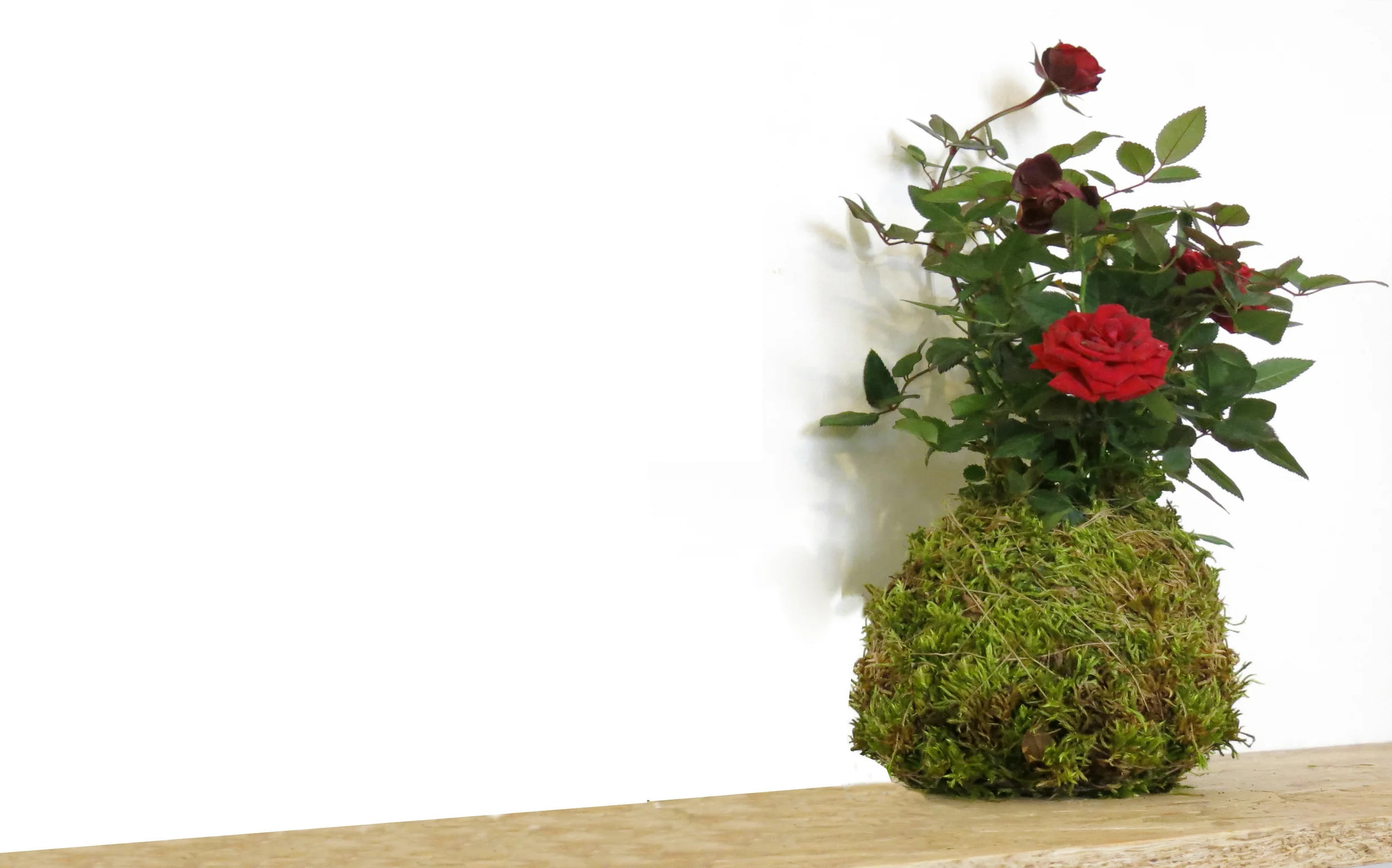 G :: DIY - Taller kokedama de Sant Jordi
