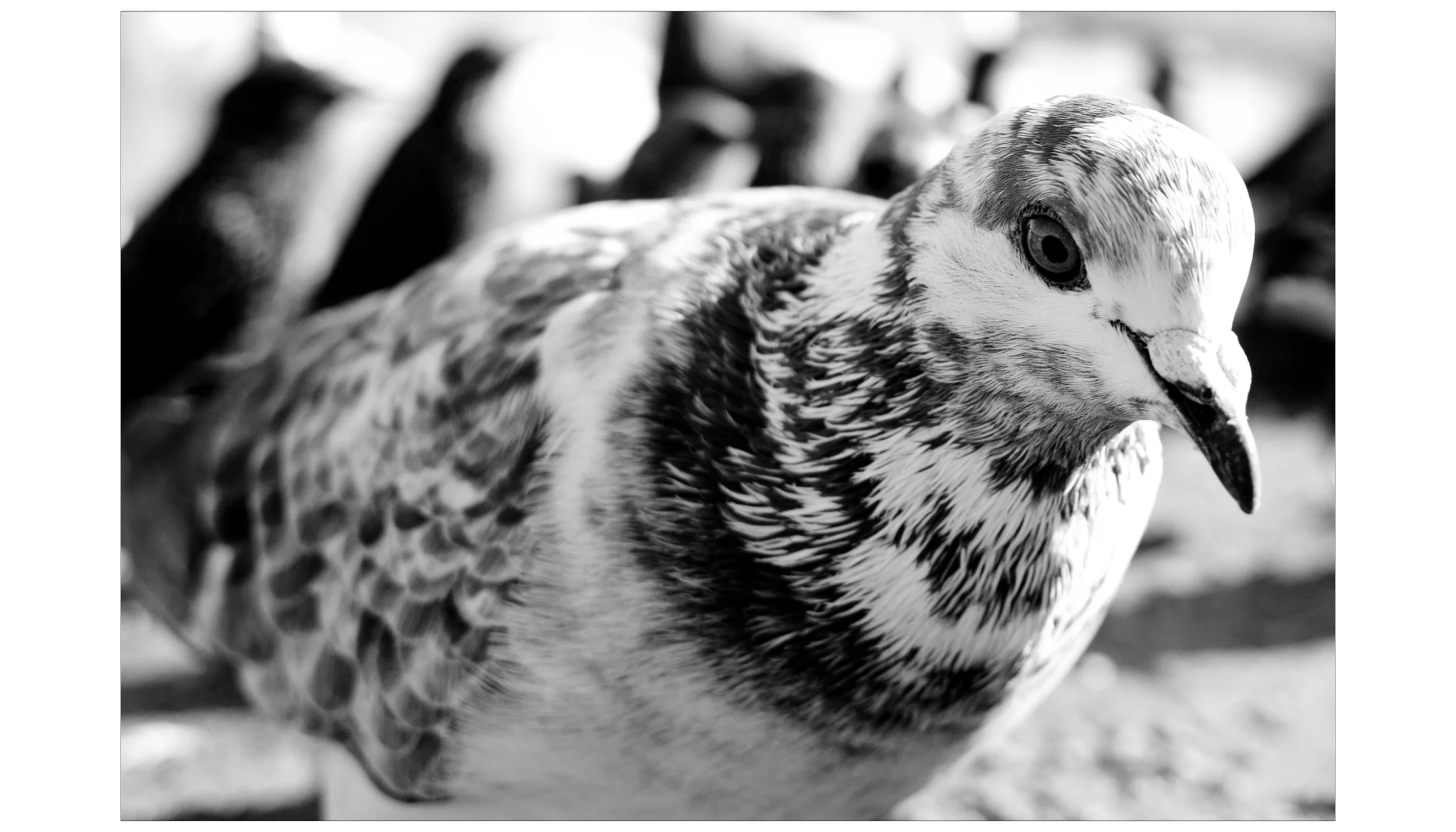 Bird.jpg