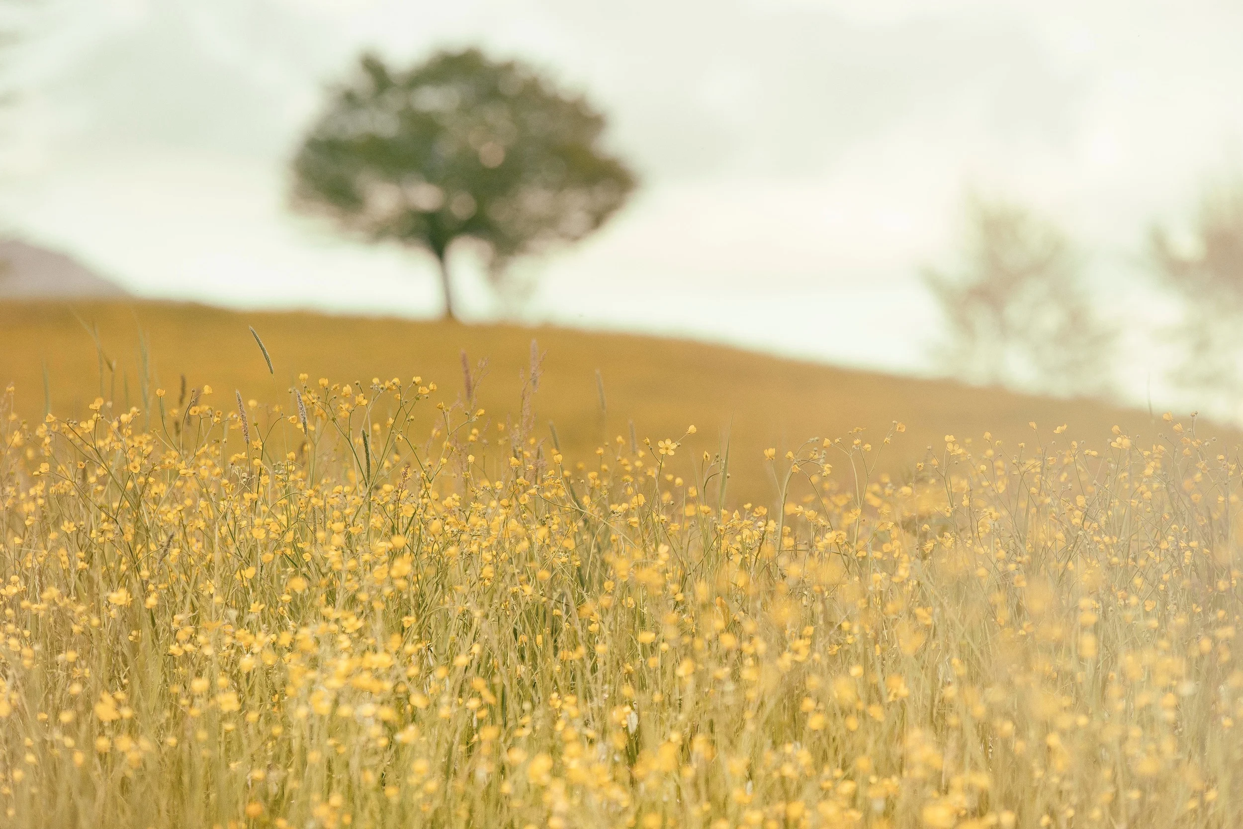 Tackling Priorities with Self-Compassion