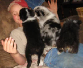 teacup australian shepherd aussie puppies for sale circle k farms toy breeders tea cup a tiny mini miniature puppy kansas near me dog in wichita ks find waltmans bulldogs petland texas city oklahoma new york ny connecticut CT pennsylvania pa california ca