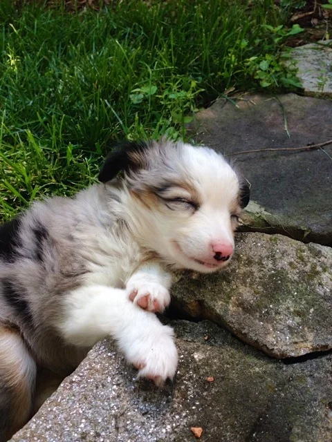 toy blue merle australian shepherd