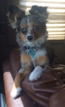 teacup australian shepherd aussie puppies for sale circle k farms toy breeders tea cup a tiny mini miniature puppy kansas near me dog in wichita ks find waltmans bulldogs petland texas city oklahoma new york ny connecticut CT pennsylvania pa california ca