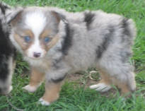 teacup australian shepherd aussie puppies for sale circle k farms toy breeders tea cup a tiny mini miniature puppy kansas near me dog in wichita ks find waltmans bulldogs petland texas city oklahoma new york ny connecticut CT pennsylvania pa california ca