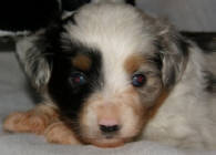 teacup australian shepherd aussie puppies for sale circle k farms toy breeders tea cup a tiny mini miniature puppy kansas near me dog in wichita ks find waltmans bulldogs petland texas city oklahoma new york ny connecticut CT pennsylvania pa california ca