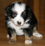 teacup australian shepherd aussie puppies for sale circle k farms toy breeders tea cup a tiny mini miniature puppy kansas near me dog in wichita ks find waltmans bulldogs petland texas city oklahoma new york ny connecticut CT pennsylvania pa california ca
