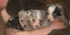 teacup australian shepherd aussie puppies for sale circle k farms toy breeders tea cup a tiny mini miniature puppy kansas near me dog in wichita ks find waltmans bulldogs petland texas city oklahoma new york ny connecticut CT pennsylvania pa california ca