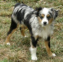 teacup australian shepherd aussie puppies for sale circle k farms toy breeders tea cup a tiny mini miniature puppy kansas near me dog in wichita ks find waltmans bulldogs petland texas city oklahoma new york ny connecticut CT pennsylvania pa california ca