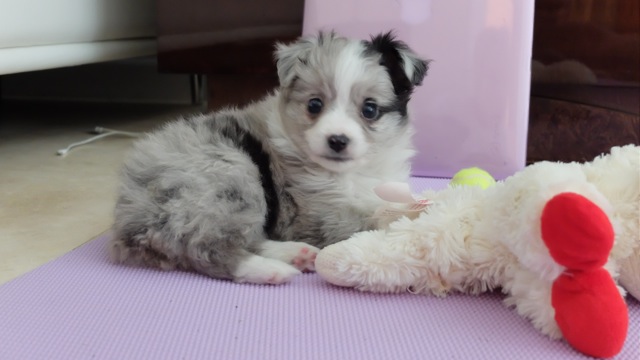 tiny toy aussies