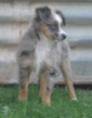 teacup australian shepherd aussie puppies for sale circle k farms toy breeders tea cup a tiny mini miniature puppy kansas near me dog in wichita ks find waltmans bulldogs petland texas city oklahoma new york ny connecticut CT pennsylvania pa california ca