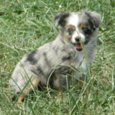 teacup australian shepherd aussie puppies for sale circle k farms toy breeders tea cup a tiny mini miniature puppy kansas near me dog in wichita ks find waltmans bulldogs petland texas city oklahoma new york ny connecticut CT pennsylvania pa california ca