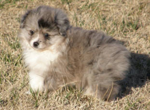 teacup australian shepherd aussie puppies for sale circle k farms toy breeders tea cup a tiny mini miniature puppy kansas near me dog in wichita ks find waltmans bulldogs petland texas city oklahoma new york ny connecticut CT pennsylvania pa california ca