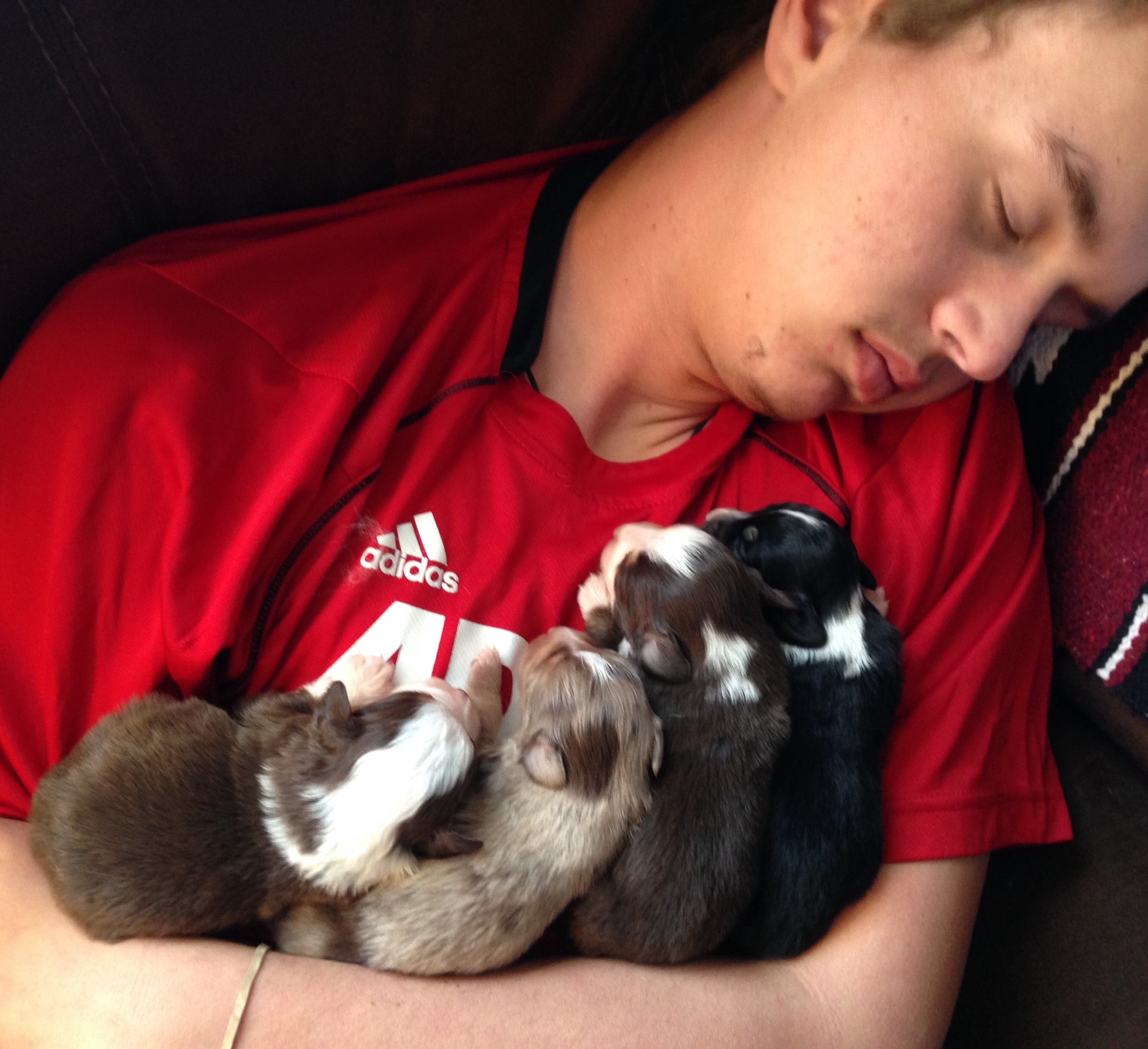 vteacup australian shepherd aussie puppies for sale circle k farms toy breeders tea cup a tiny mini miniature puppy kansas near me dog in wichita ks find waltmans bulldogs petland texas city oklahoma new york ny connecticut CT pennsylvania pa california ca