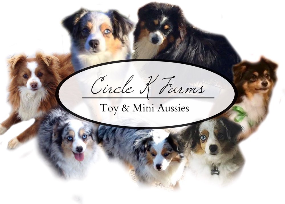 astronaut Milepæl spiselige Circle K Farms -Teacup-Tiny Toys-Toys and Miniature Australian Shepherds