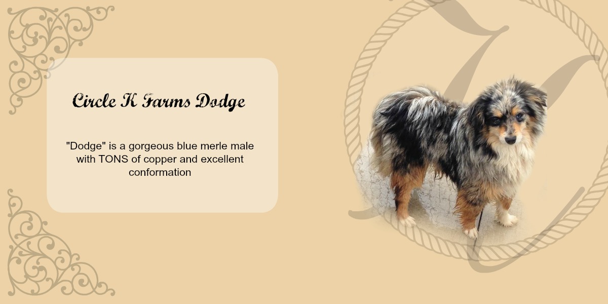 teacup australian shepherd aussie puppies for sale circle k farms toy breeders tea cup a tiny mini miniature puppy kansas near me dog in wichita ks find waltmans bulldogs petland texas city oklahoma new york ny connecticut CT pennsylvania pa california ca