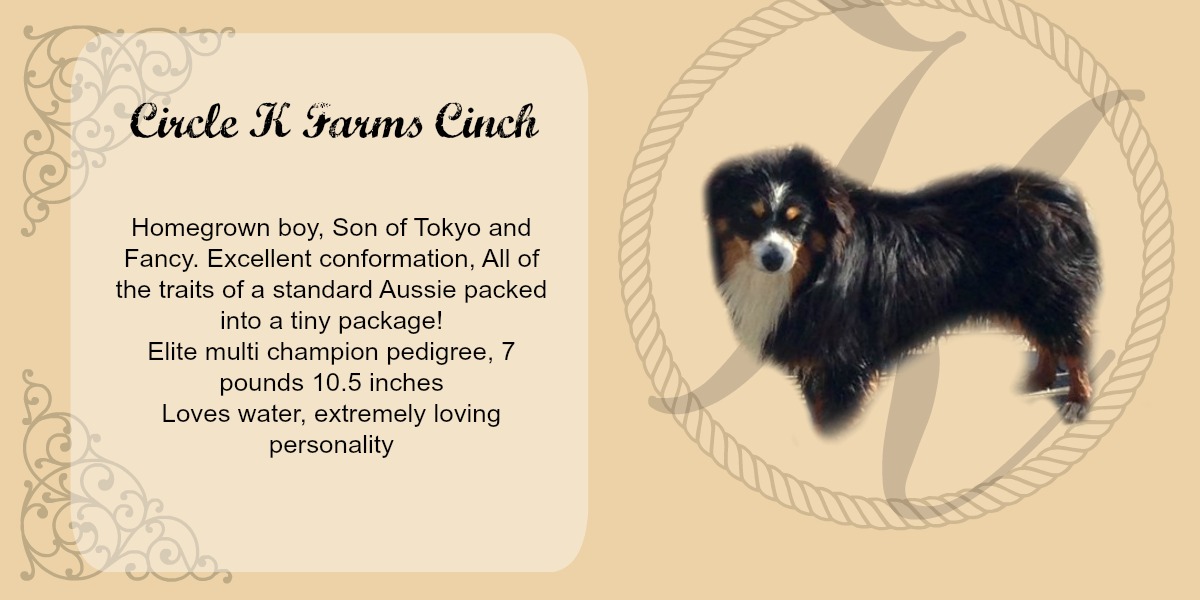 teacup australian shepherd aussie puppies for sale circle k farms toy breeders tea cup a tiny mini miniature puppy kansas near me dog in wichita ks find waltmans bulldogs petland texas city oklahoma new york ny connecticut CT pennsylvania pa california ca