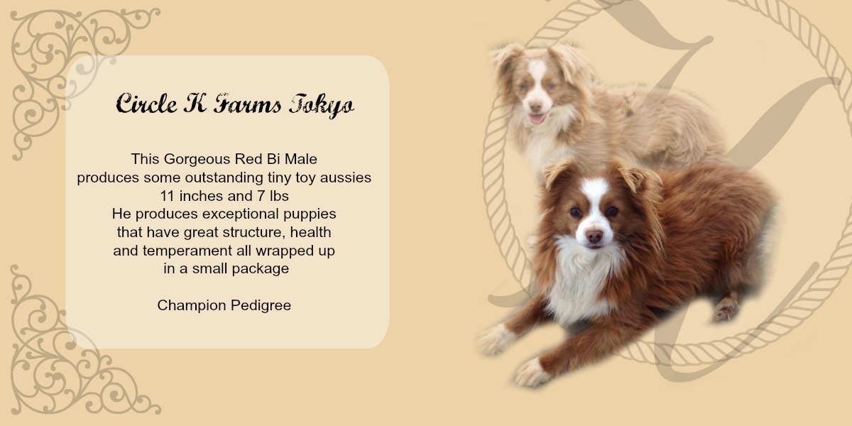 teacup australian shepherd aussie puppies for sale circle k farms toy breeders tea cup a tiny mini miniature puppy kansas near me dog in wichita ks find waltmans bulldogs petland texas city oklahoma new york ny connecticut CT pennsylvania pa california ca