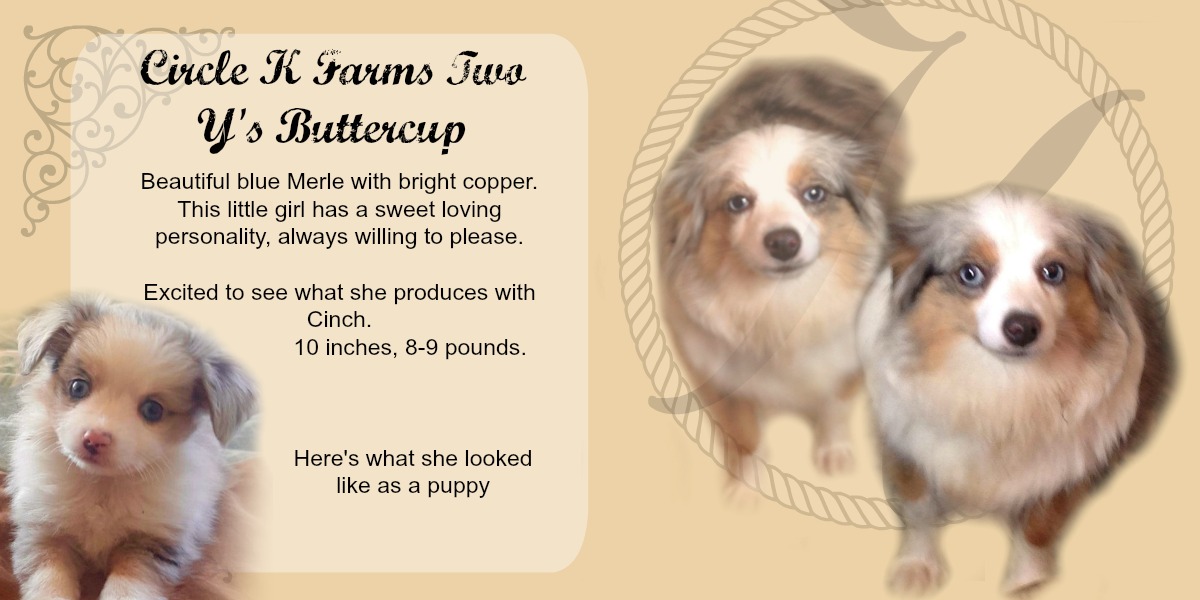 teacup australian shepherd aussie puppies for sale circle k farms toy breeders tea cup a tiny mini miniature puppy kansas near me dog in wichita ks find waltmans bulldogs petland texas city oklahoma new york ny connecticut CT pennsylvania pa california ca