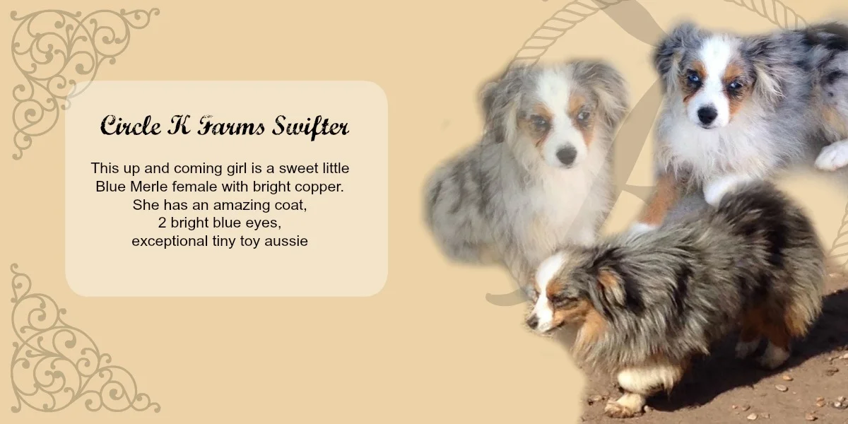 teacup australian shepherd aussie puppies for sale circle k farms toy breeders tea cup a tiny mini miniature puppy kansas near me dog in wichita ks find waltmans bulldogs petland texas city oklahoma new york ny connecticut CT pennsylvania pa california ca