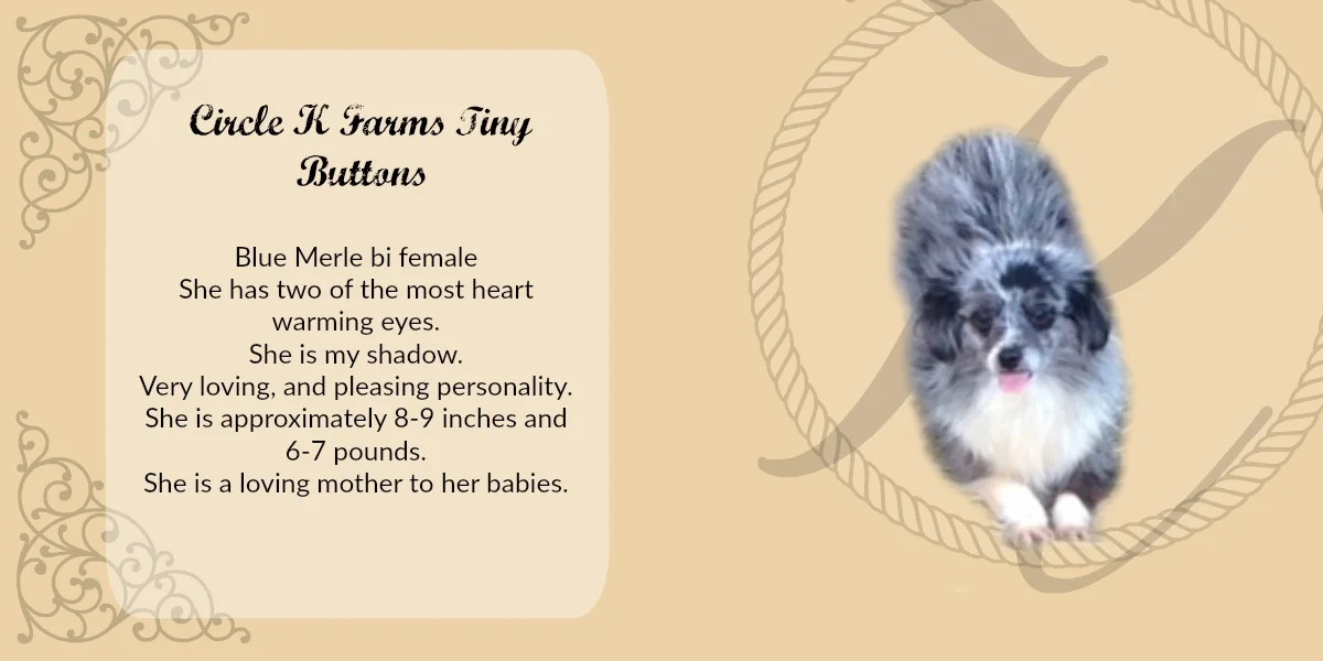 teacup australian shepherd aussie puppies for sale circle k farms toy breeders tea cup a tiny mini miniature puppy kansas near me dog in wichita ks find waltmans bulldogs petland texas city oklahoma new york ny connecticut CT pennsylvania pa california ca