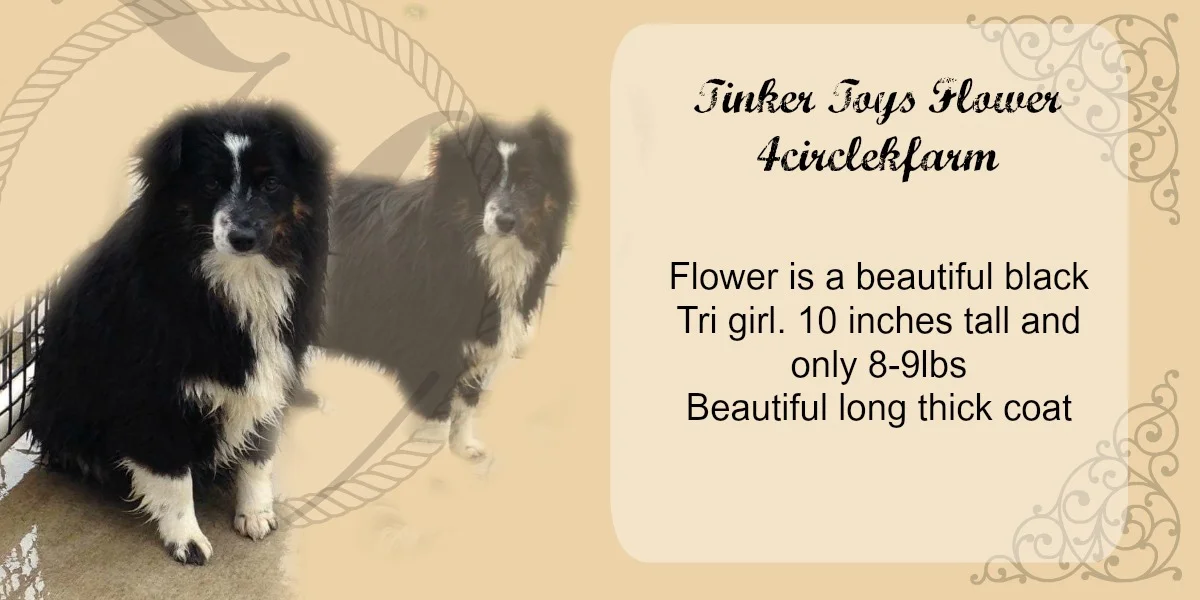 teacup australian shepherd aussie puppies for sale circle k farms toy breeders tea cup a tiny mini miniature puppy kansas near me dog in wichita ks find waltmans bulldogs petland texas city oklahoma new york ny connecticut CT pennsylvania pa california ca