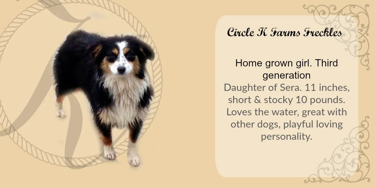 teacup australian shepherd aussie puppies for sale circle k farms toy breeders tea cup a tiny mini miniature puppy kansas near me dog in wichita ks find waltmans bulldogs petland texas city oklahoma new york ny connecticut CT pennsylvania pa california ca