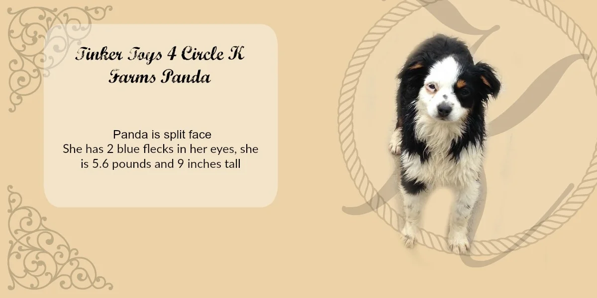 panda.jpg