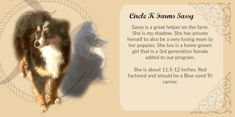 Sassy.jpg