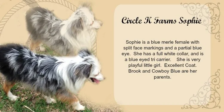 Sophie.jpg