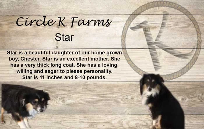 CircleKFarms-Star-Web.jpg