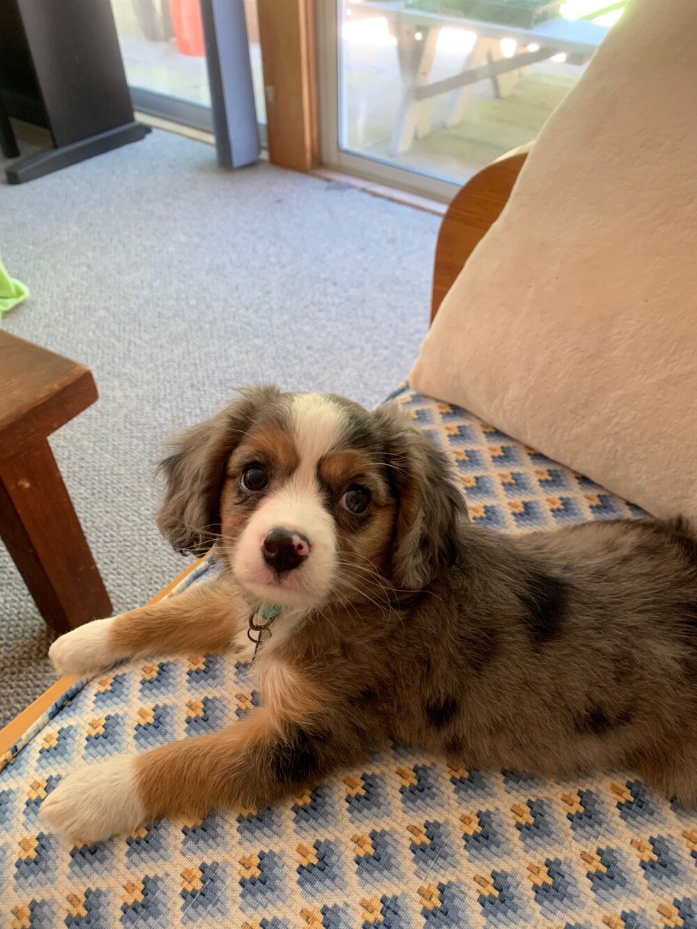opskrift Derfor Fabel Aussaliers — Circle K Farms -Teacup-Tiny Toys-Toys and Miniature Australian Shepherds opskrift Derfor Fabel Aussaliers — Circle K Farms -Teacup-Tiny Toys-Toys and Miniature Australian Shepherds