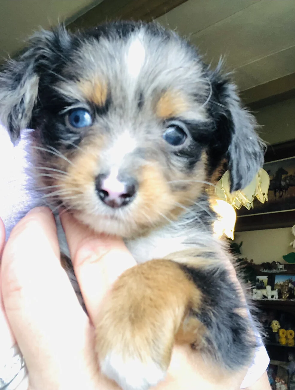 For Sale — Circle K Farms TeacupTiny ToysToys and Miniature