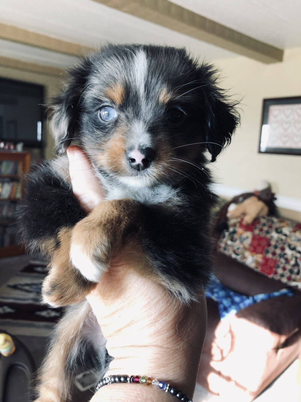 For Sale — Circle K Farms TeacupTiny ToysToys and Miniature