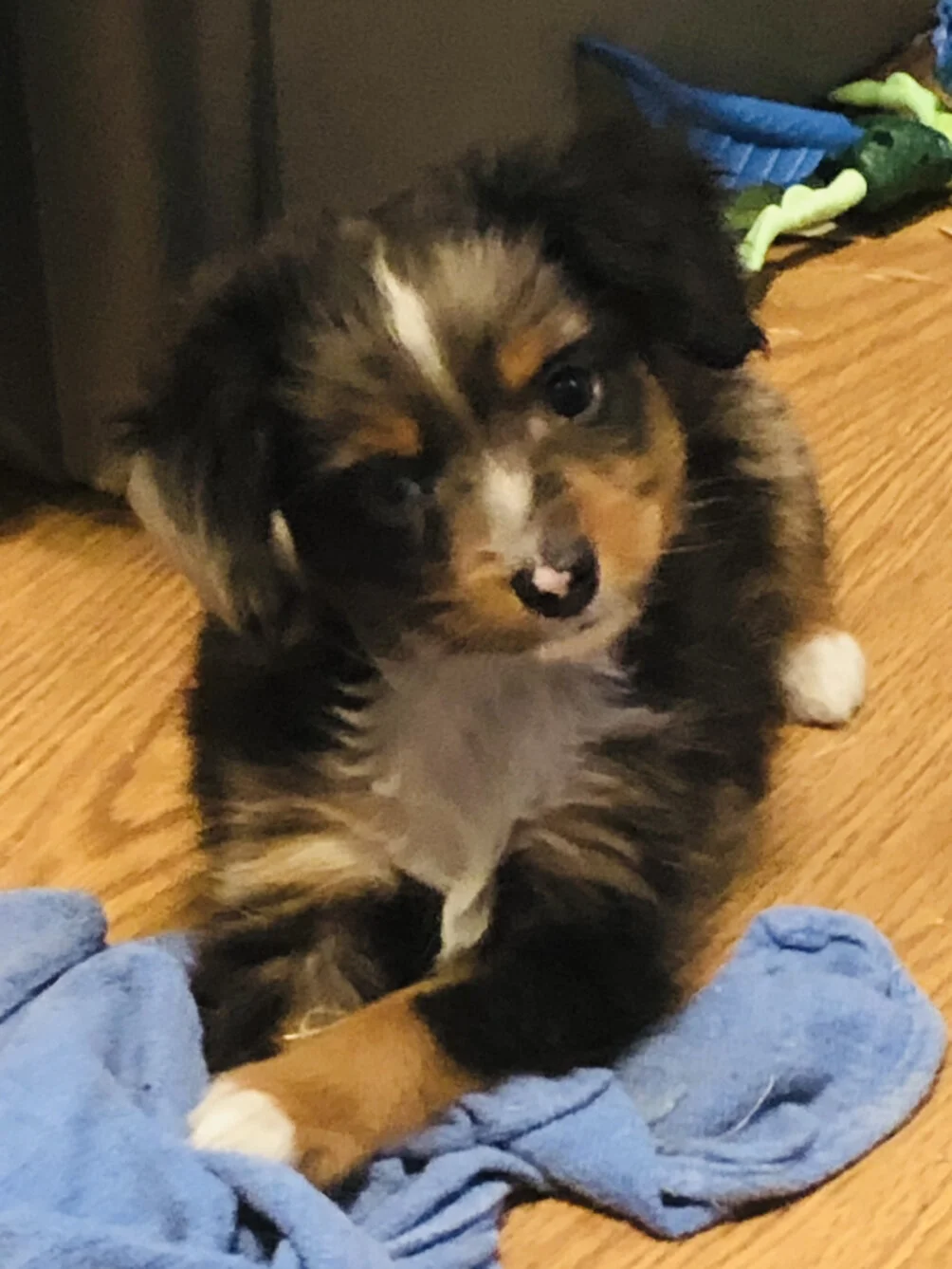 For Sale — Circle K Farms TeacupTiny ToysToys and Miniature