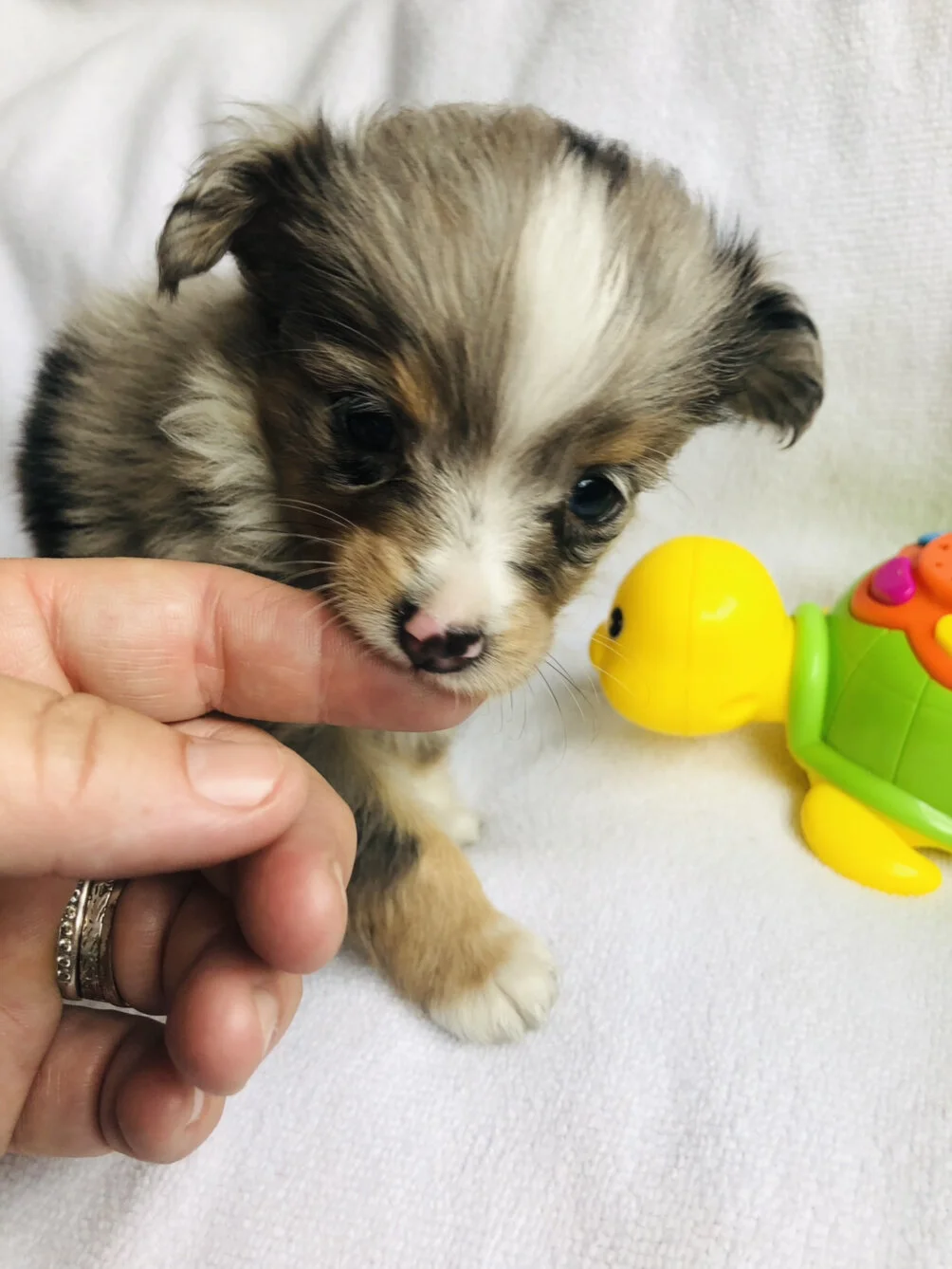 For Sale — Circle K Farms TeacupTiny ToysToys and Miniature