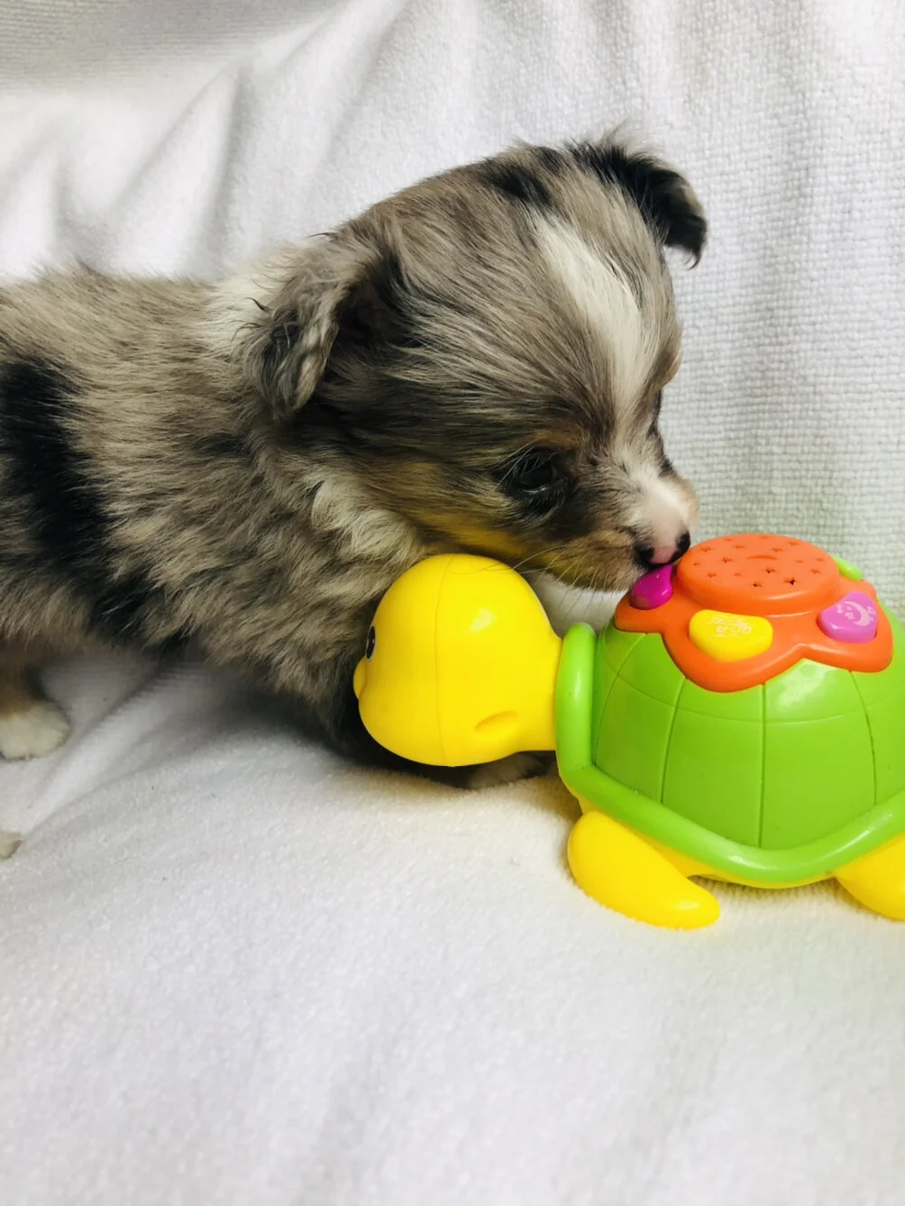 For Sale — Circle K Farms TeacupTiny ToysToys and Miniature