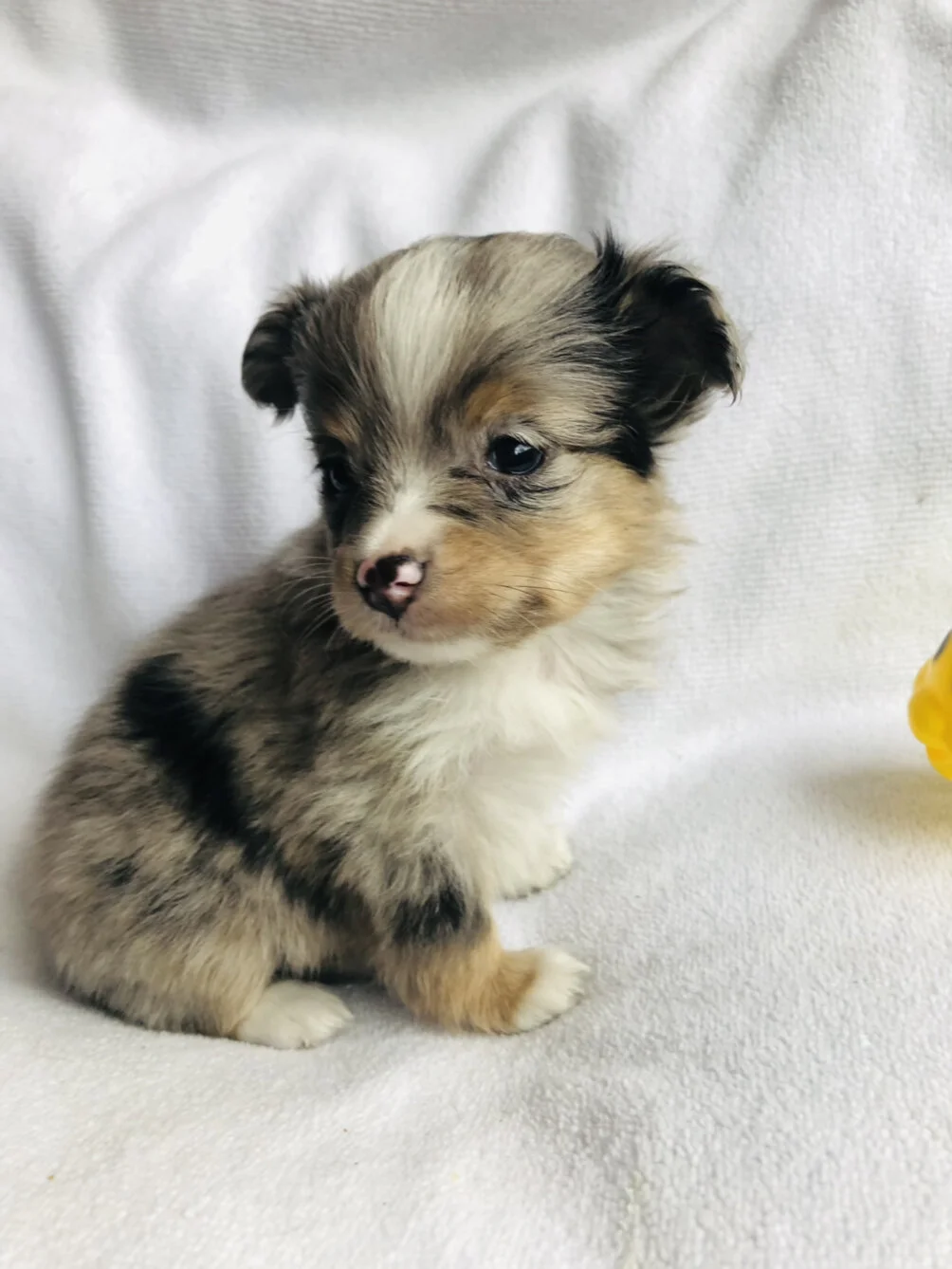 For Sale — Circle K Farms TeacupTiny ToysToys and Miniature