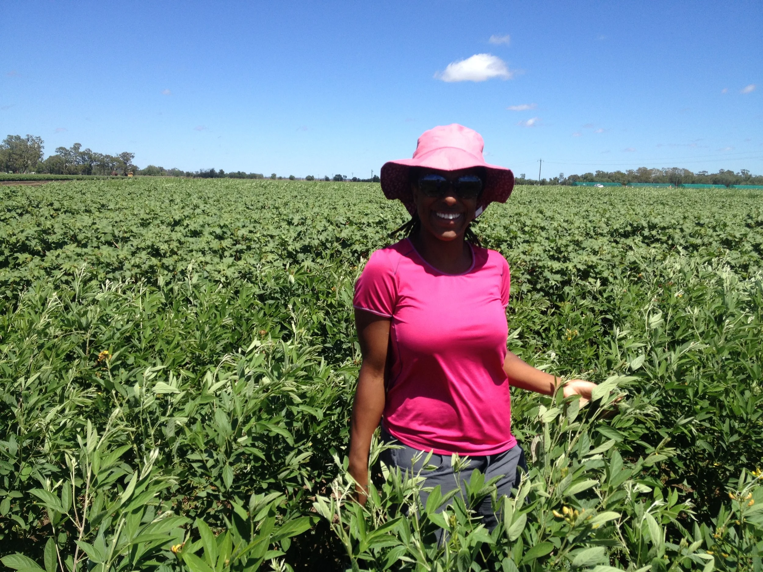 Cotton field in Narrabri