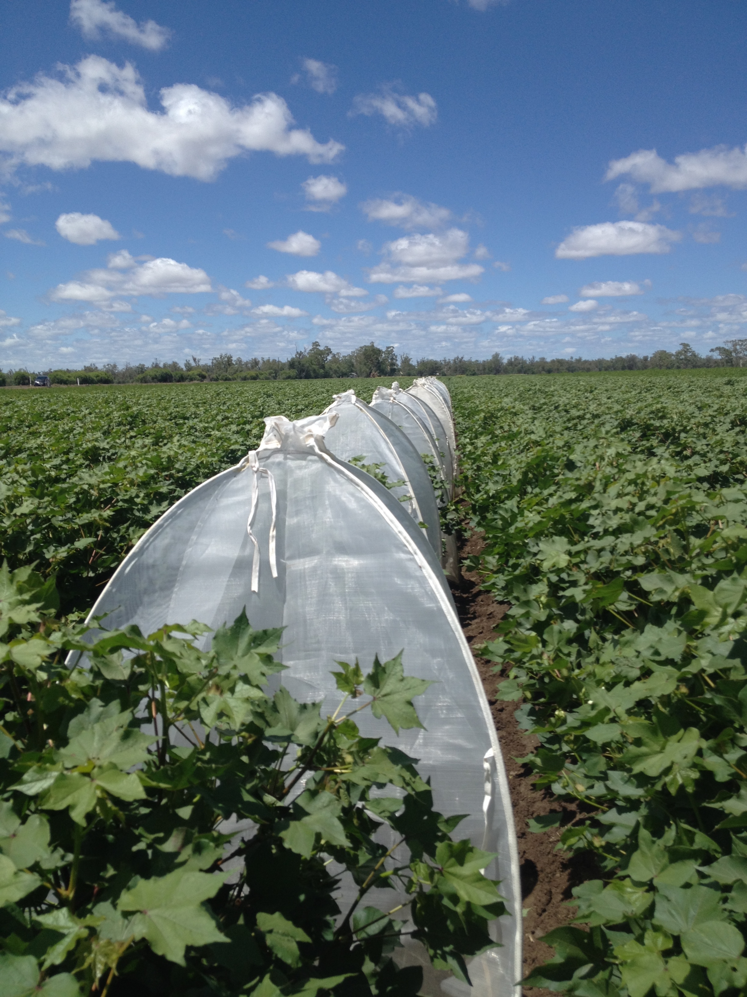 Moth emergence cages