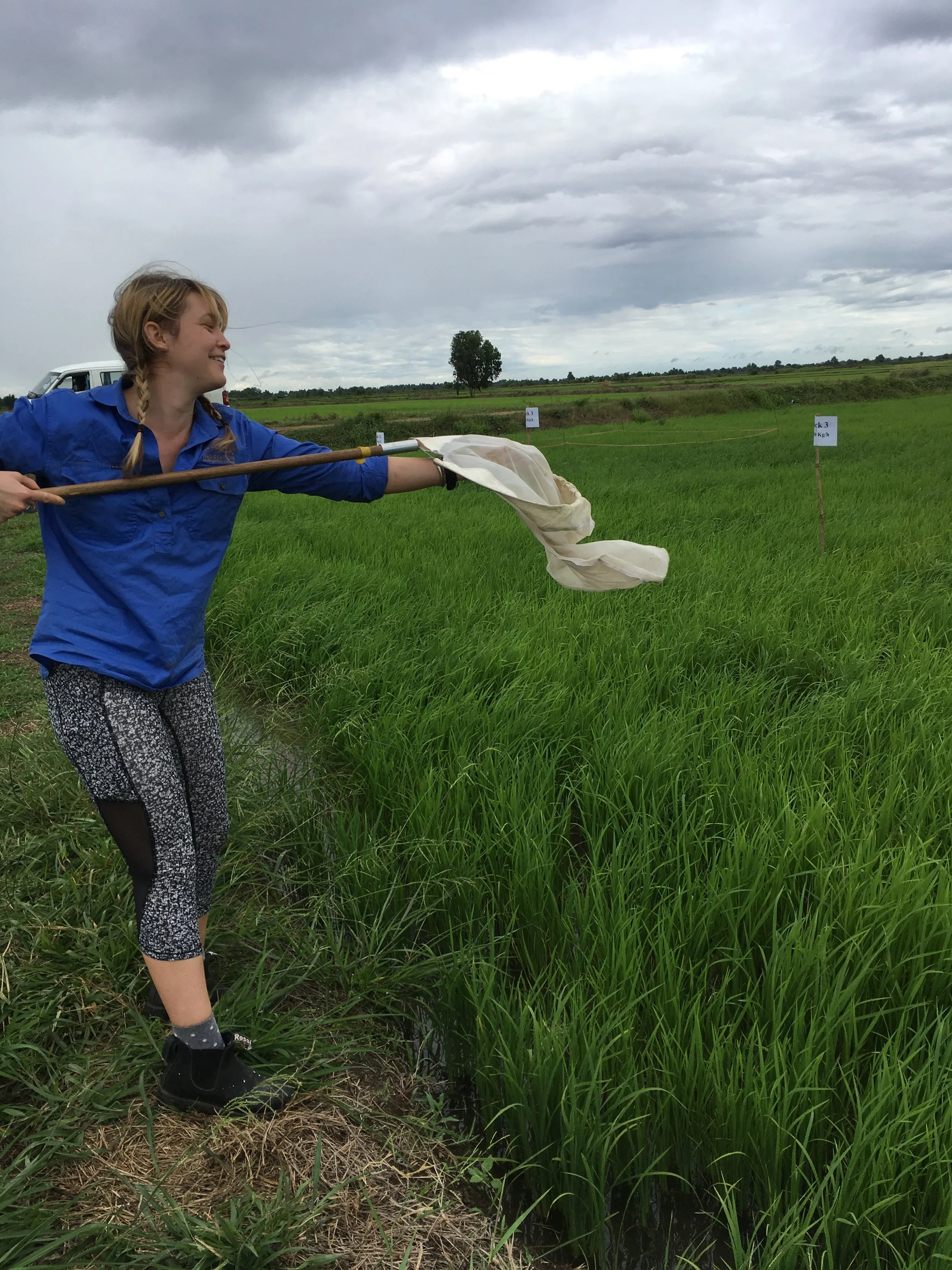 Indi sampling insects in a Cambodian rice field