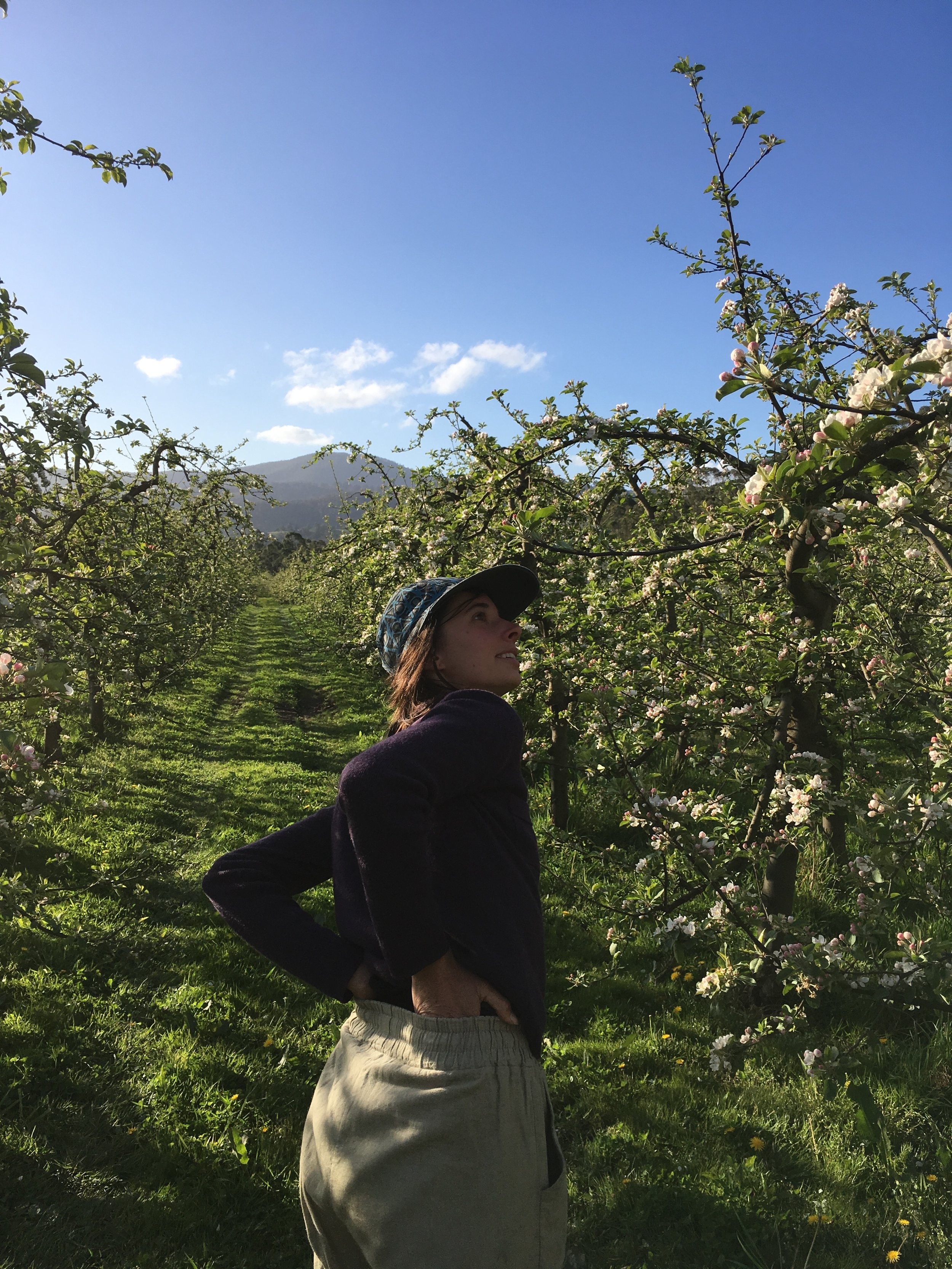 Yolanda surveying pollinators in a Tasmanian apple orchard